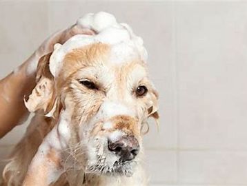 Dog getting a bath.