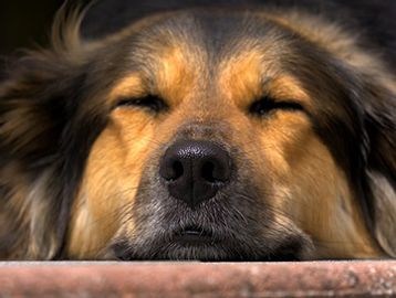 A happy dog.