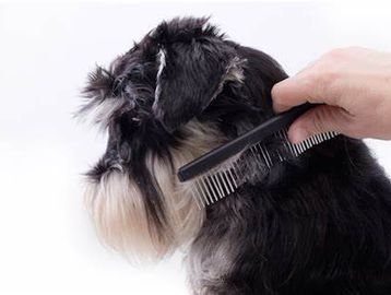 Dog getting brushed.