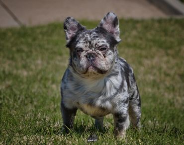 A unique merle French Bulldog standing on grass with a serious expression.