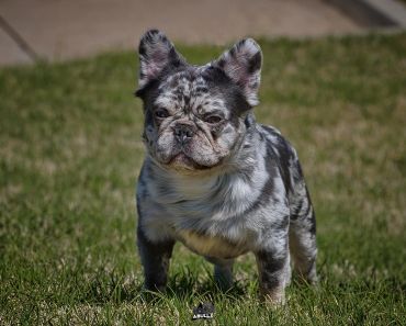 A merle French Bulldog standing on grass outdoors.