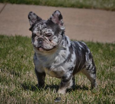 Small brindle French Bulldog standing on grass outdoors.