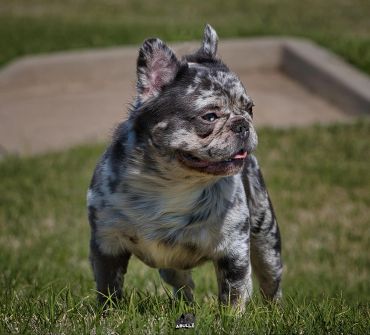 Merle French Bulldog standing on grass looking to the side.