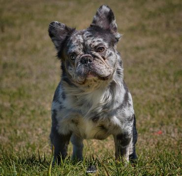 A brindle French Bulldog standing on grass outdoors.