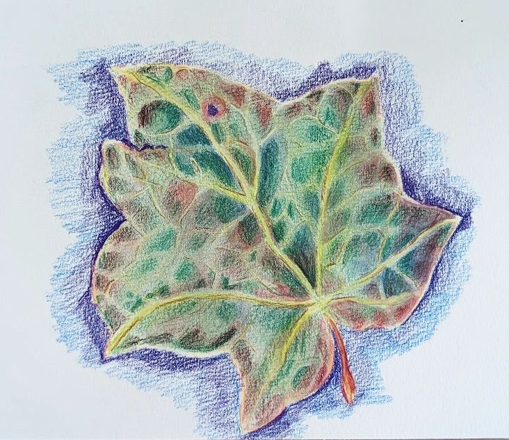 watercolor pencil leaf sketch paper rough impressionistic drawing