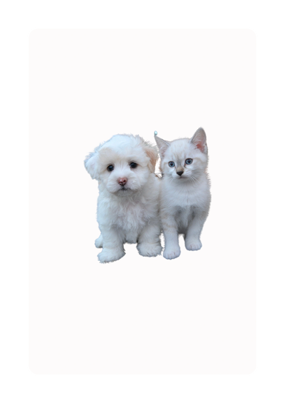 Scalar for Pets