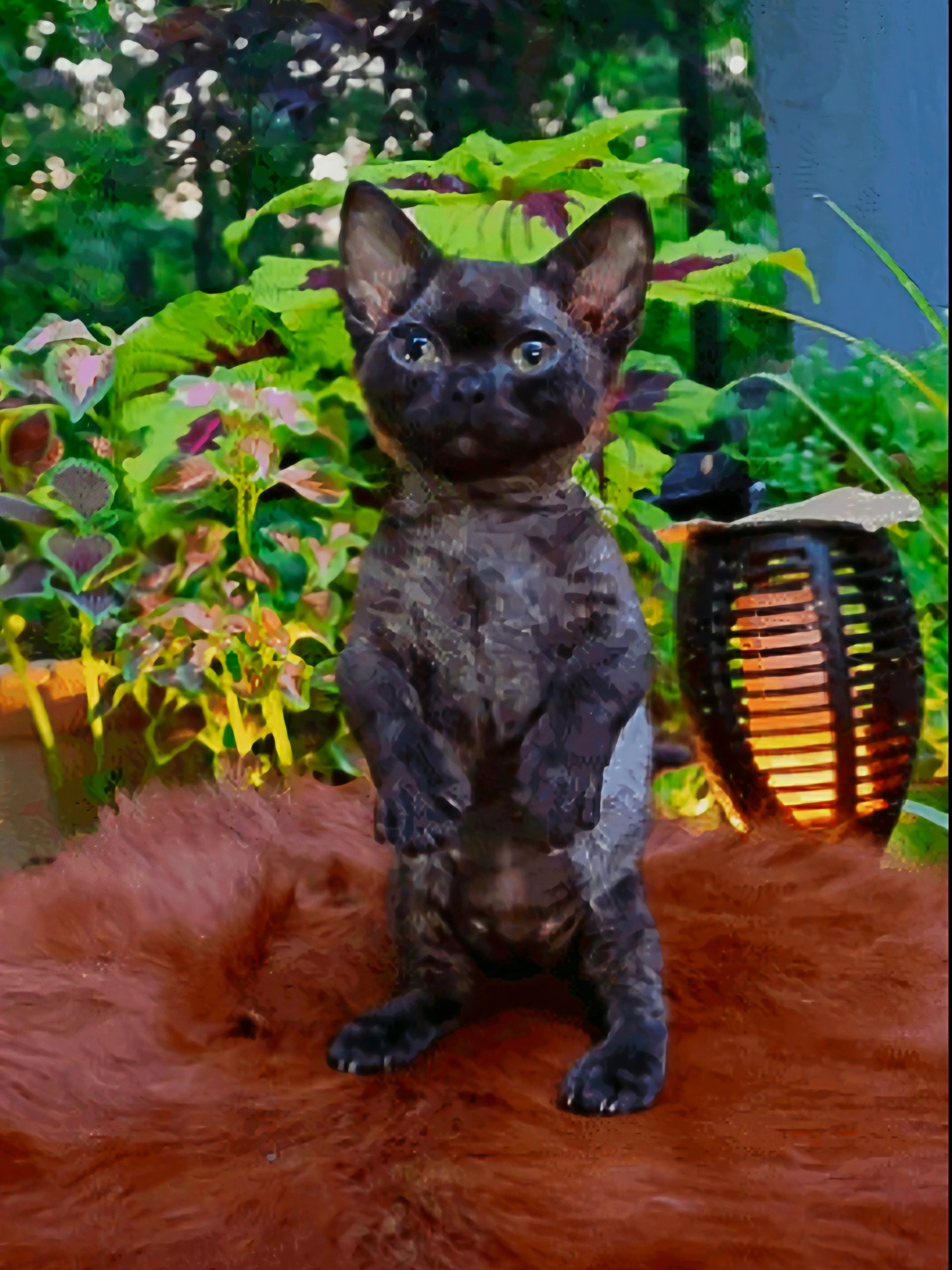 "Ditto" Black female standard Minskin kitten