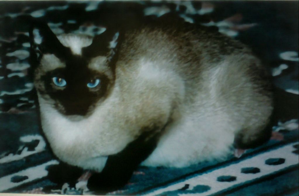 Tasha the "Siamese kitten" grown up and pregnant with Tonkinese kittens from a Burmese sire.