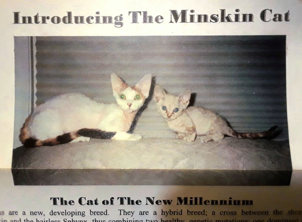 The Minskin Show Debut