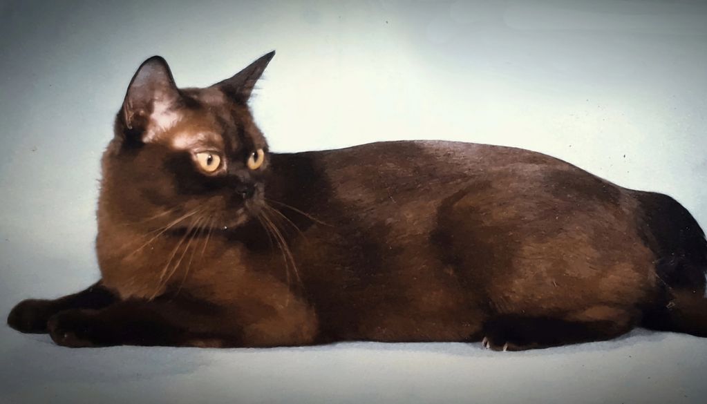 Boston Burmese