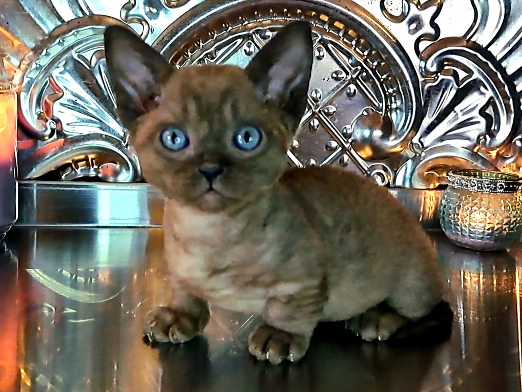 photo: TRT Walter Wally McSolly
Minskin Breed History