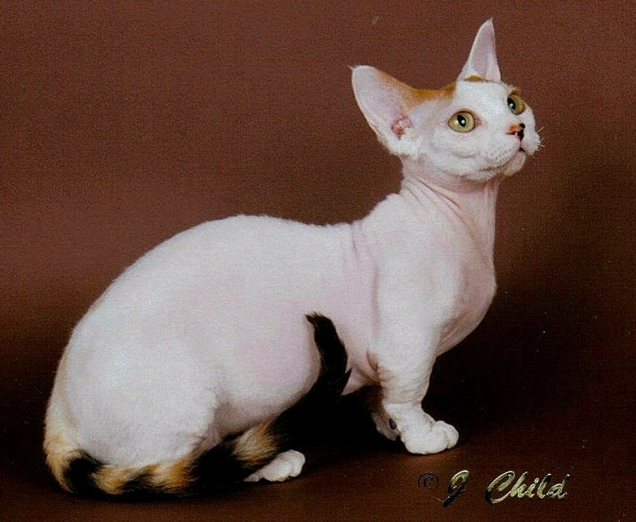 TRT I Am Minskin Hear Me Roar
"Rory" was the first standard Minskin
born in July, 2000