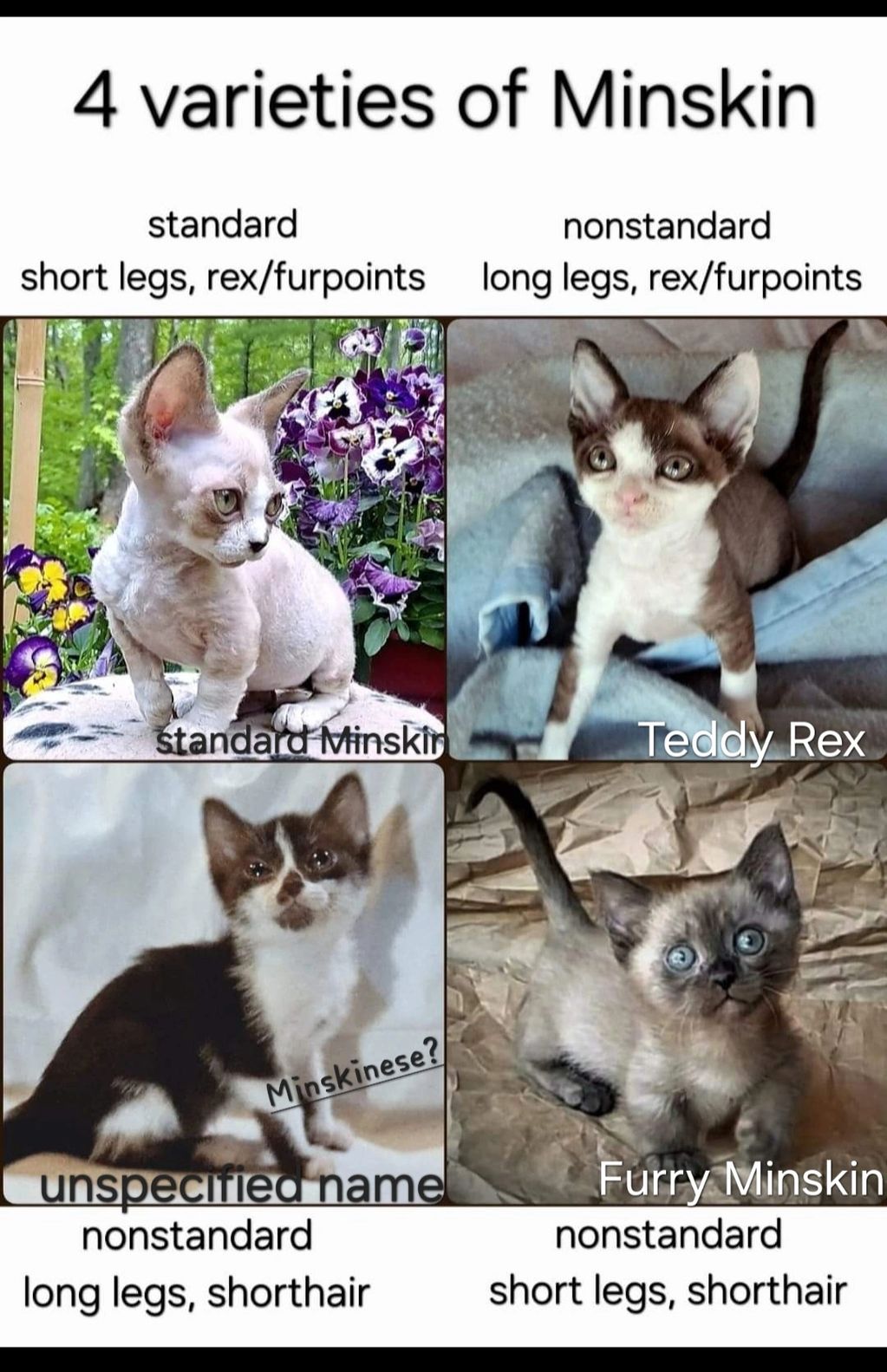 The Four types of Minskin Varieties, 1 Standard & 3 Non-Standard, ALL Are Minskin.