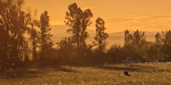 Sunset landscape with trees and a grazing animal.