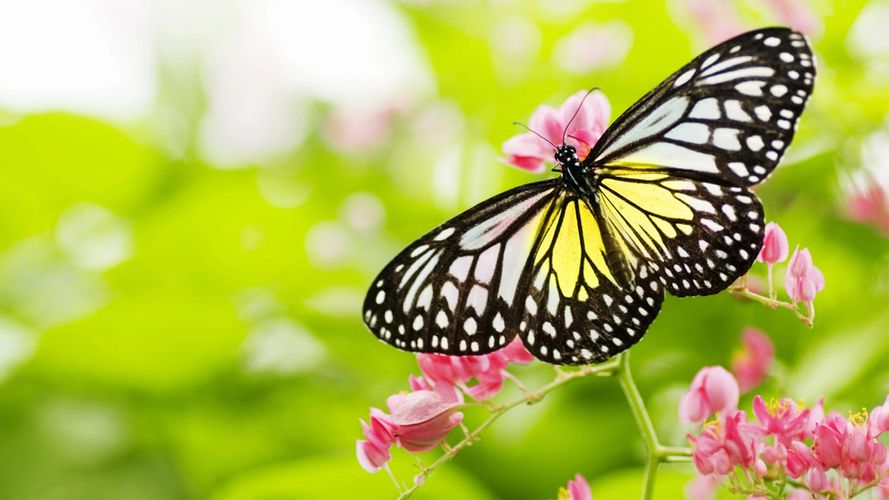 Butterfly on a flower