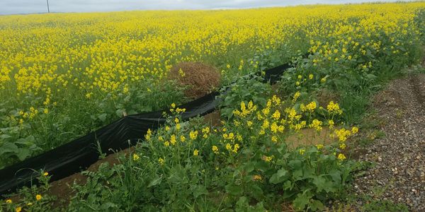 Vast field of yellow flowering plants under a cloudy sky.