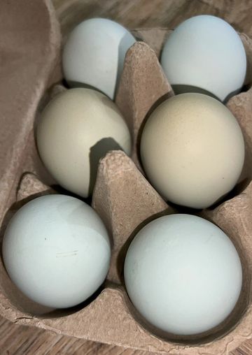 Half dozen large sized eggs in blue and green hues in a cardboard egg carton.