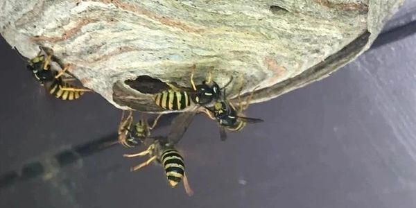 Wasp Nest Removal Dunfermline