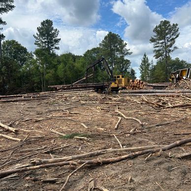 Timber Harvesting