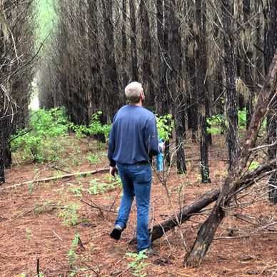 Pre-Commercial Thinning