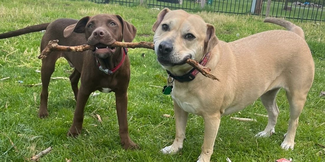 Two dogs sharing a large stick in a grassy backyard.