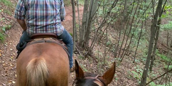 The wooded path part of the trail loop!