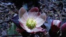 A small flower opening up