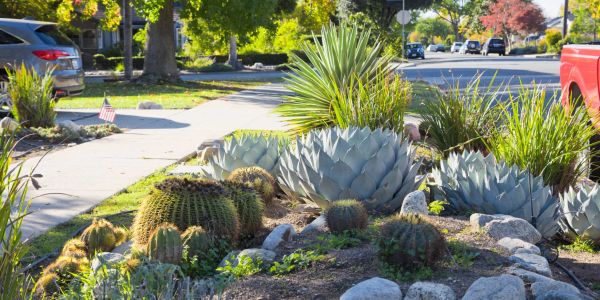 A sunny suburban garden with various cacti and succulents.
