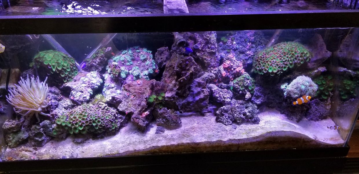 180 gallon reef with LED LIGHTING