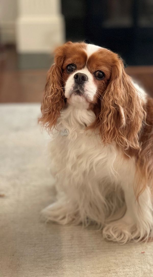 King Cavalier Charles Spaniel dog