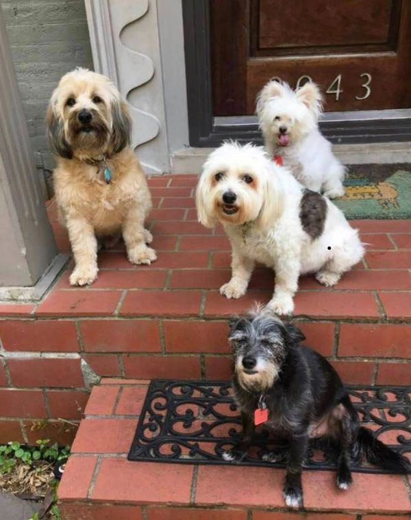 four adorable mixed breed dogs