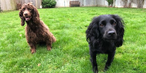 Two dogs sitting on green grass in a fenced yard.