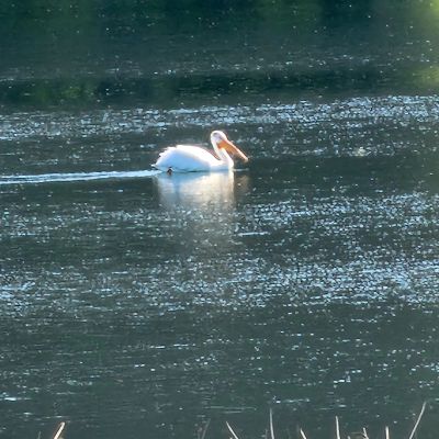A white pelican swimming on a shimmering lake.