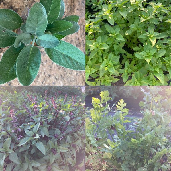 Herbs