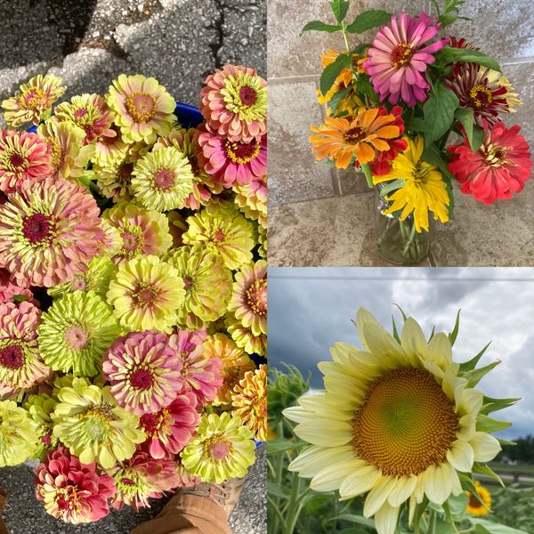 Zinnias and Sunflowers