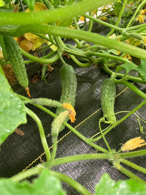 Cucumbers