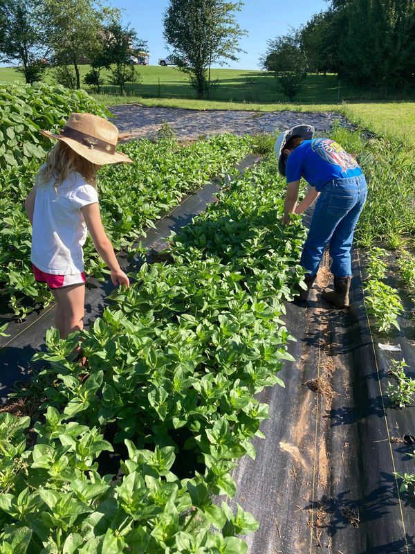 Kids working in the garden