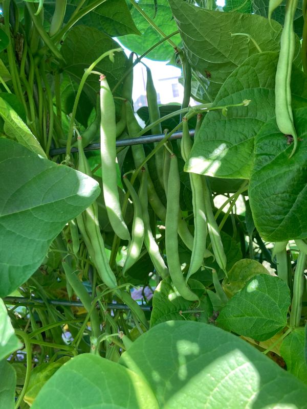 Green Beans