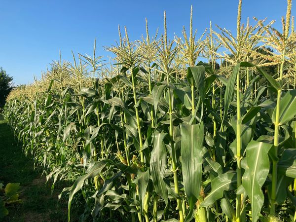 Non-GMP sweet corn