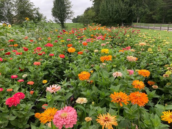 Field of zinnias