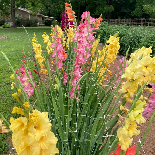 Gladiolus