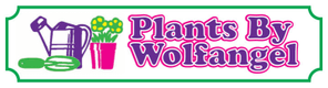 Plants By Wolfangel