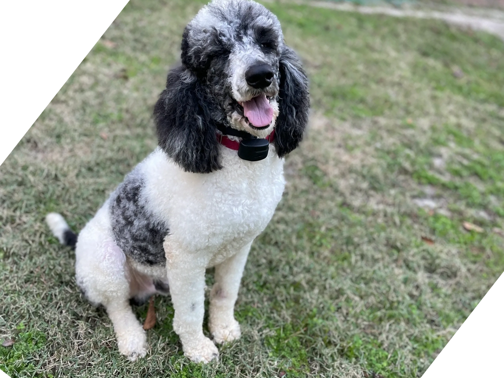 Ace is a handsome AKC registered male Standard Poodle. His distinct "Merle" coloring creates fun and