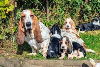 Mother basset hound with her puppies