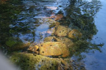 Rocks in the Cowpasture River