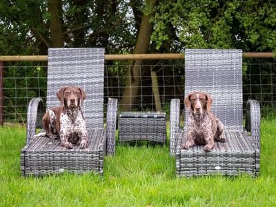 Two dogs on recliners in enclosed garden