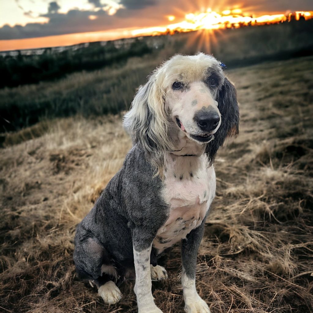 Old English Sheepdog