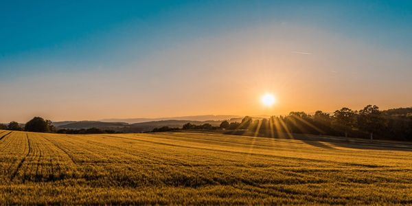 A sunrise over a golden rape or mustard field