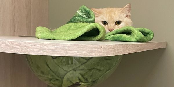 寶貝習慣的用品