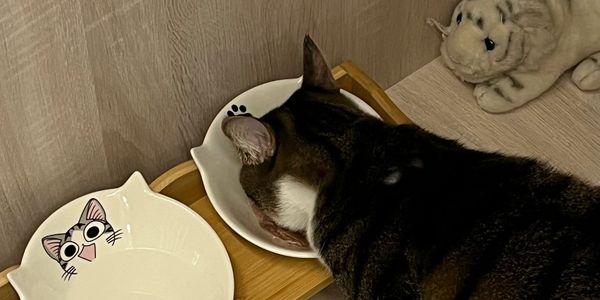 寶貝習慣的食物